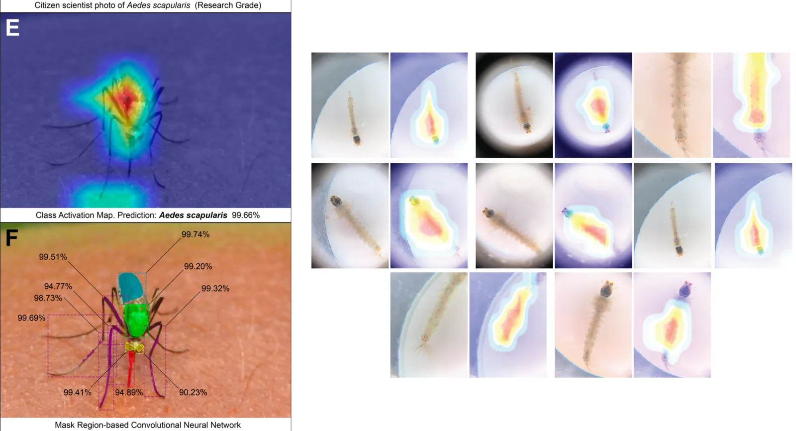 MosquitoAI dashboards